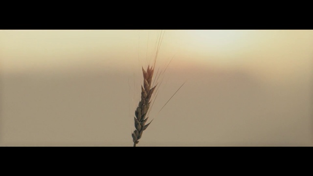 Video Reference: Eye, Twig, Sky, Terrestrial plant, Liquid, Natural material, Feather, Natural landscape, Wind, Landscape