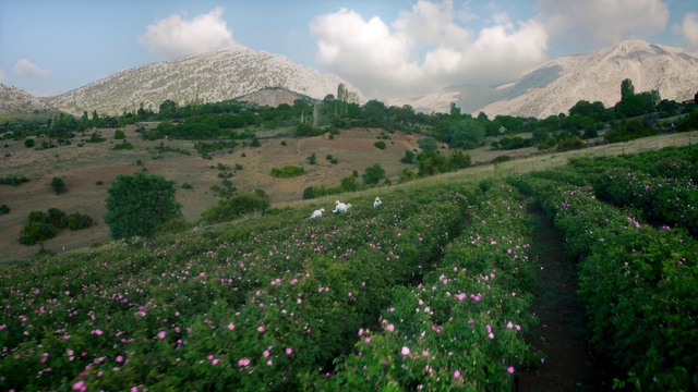 Video Reference: Flower, Cloud, Plant, Sky, Mountain, Plant community, Ecoregion, Nature, Petal, Natural landscape