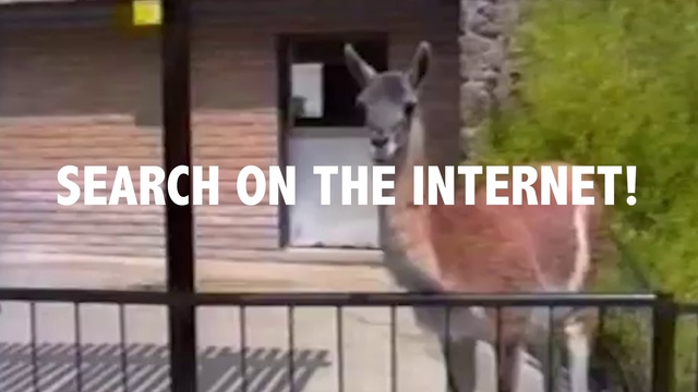 Video Reference: Window, Building, Plant, Wood, Fence, House, Door, Fawn, Chair, Font