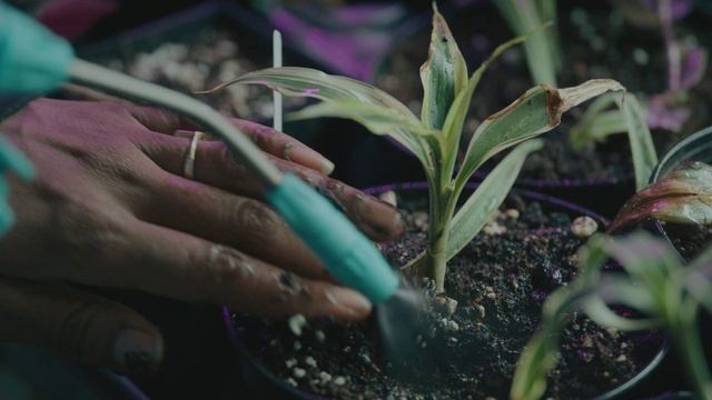 Video Reference: Plant, Leaf, Terrestrial plant, Grass, Flower, Flowering plant, Soil, Houseplant, Herb, Plant stem