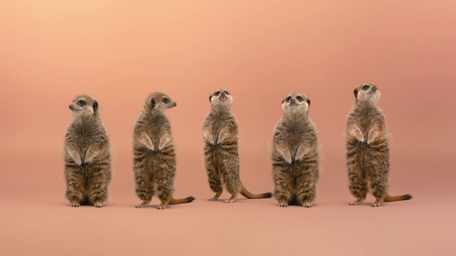 Video Reference: Brown, Head, Eye, Carnivore, Terrestrial animal, Snout, Art, Gas, Wildlife, Bird