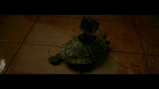 Video Reference: Reptile, Turtle, Plant, Tortoise, Pond turtle, Wood, Creative arts, Sea turtle, Geoemydidae, Tail