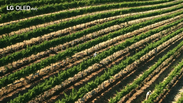 Video Reference: People in nature, Plant, Grass, Agriculture, Landscape, Grass family, Field, Natural landscape, Pattern, Plantation