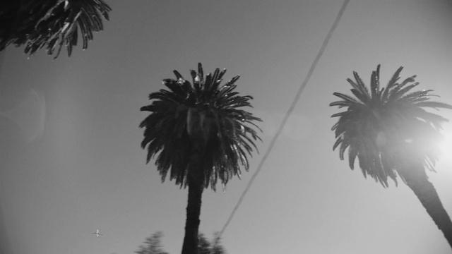 Video Reference: Sky, Cloud, Atmosphere, White, Light, Plant, Black, Tree, World, Arecales