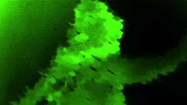 Video Reference: Organism, Plant, Terrestrial plant, Grass, Petal, Tints and shades, Annual plant, Close-up, Pattern, Painting