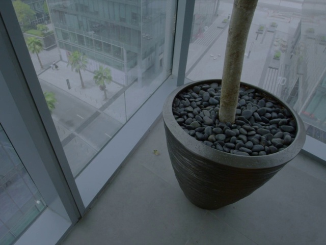 Video Reference: Plant, Houseplant, Automotive tire, Glass, Flooring, Tree, Window, Arecales, Urban design, Pebble