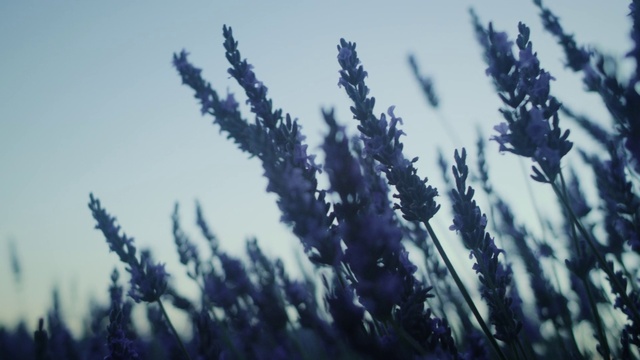 Video Reference: Flower, Sky, Plant, Terrestrial plant, Freezing, Grass, Cloud, Flowering plant, Landscape, Forest