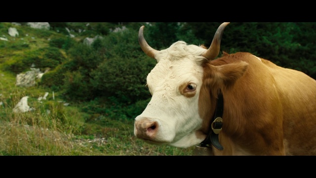 Video Reference: Plant, Working animal, Grass, Fawn, Terrestrial animal, Horn, Bull, Dairy cow, Snout, Landscape