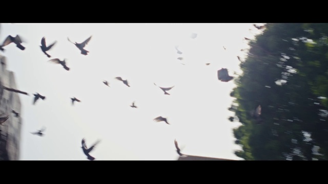 Video Reference: Bird, Sky, Atmosphere, Organism, Animal migration, Wing, Bird migration, Tints and shades, Flock, Font