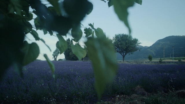 Video Reference: Plant, Sky, Gesture, Sunlight, Grass, Tree, Tints and shades, People in nature, Grassland, Landscape