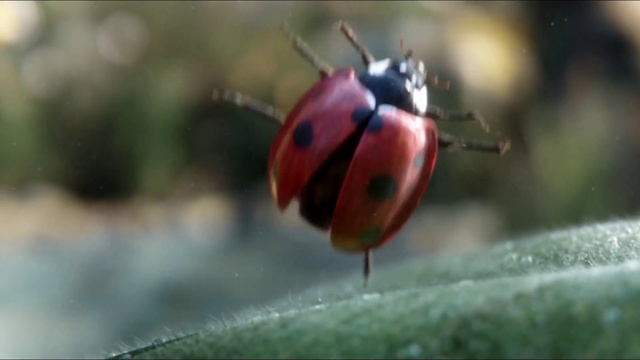 Video Reference: Insect, Plant, Arthropod, Ladybug, Pollinator, Beetle, Red bugs, Pest, Snout, Parasite