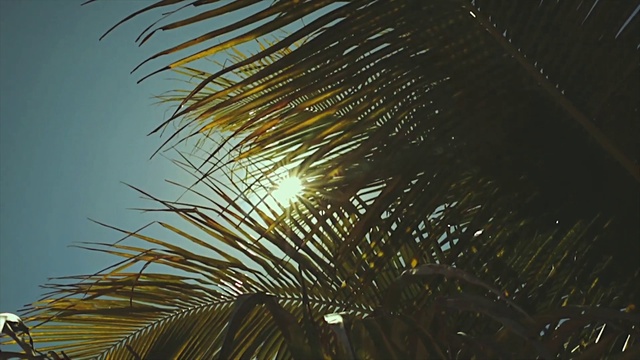 Video Reference: Plant, Sky, Branch, Terrestrial plant, Tree, Arecales, Cloud, Trunk, Palm tree, Attalea speciosa