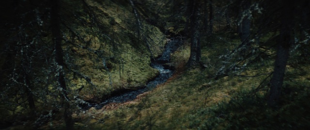 Video Reference: Plant, Natural landscape, Wood, Trunk, Bedrock, Riparian zone, Grass, Landscape, Tree, Stream