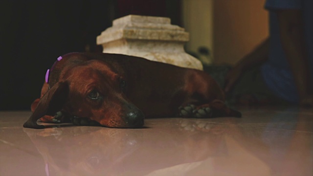 Video Reference: Brown, Dog, Carnivore, Wood, Comfort, Liver, Dog breed, Floor, Flooring, Fawn