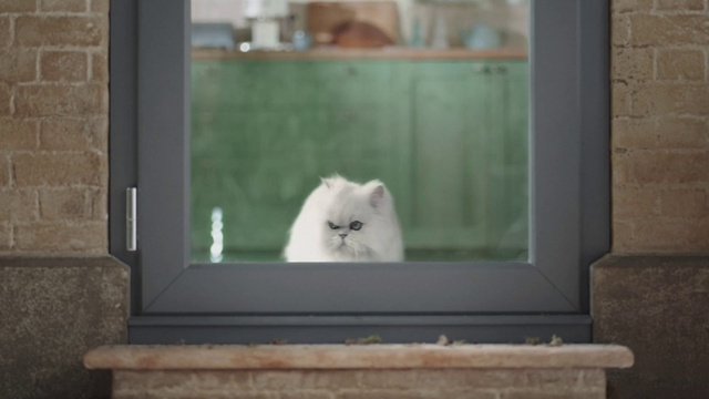 Video Reference: Cat, Window, Felidae, Carnivore, Small to medium-sized cats, Wood, Plant, Whiskers, Rectangle, Fawn