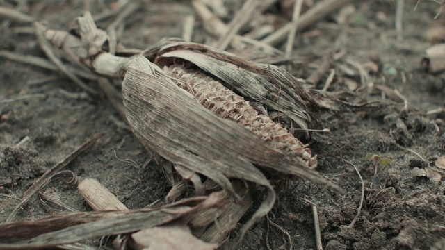Video Reference: Insect, Arthropod, Wood, Plant, Twig, Grass, Terrestrial animal, Pest, Tree, Invertebrate