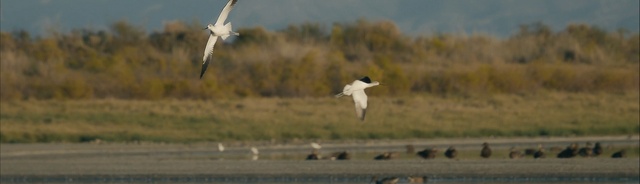 Video Reference: Bird, Ecoregion, Beak, Grassland, Wing, Grass family, Seabird, Water bird, Water, Freshwater marsh