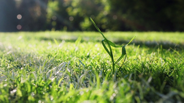 Video Reference: Plant, People in nature, Natural landscape, Terrestrial plant, Grass, Flooring, Groundcover, Grassland, Meadow, Herbaceous plant