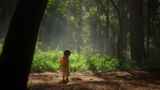 Video Reference: Plant, People in nature, Nature, Leaf, Tree, Natural landscape, Branch, Wood, Terrestrial plant, Mammal