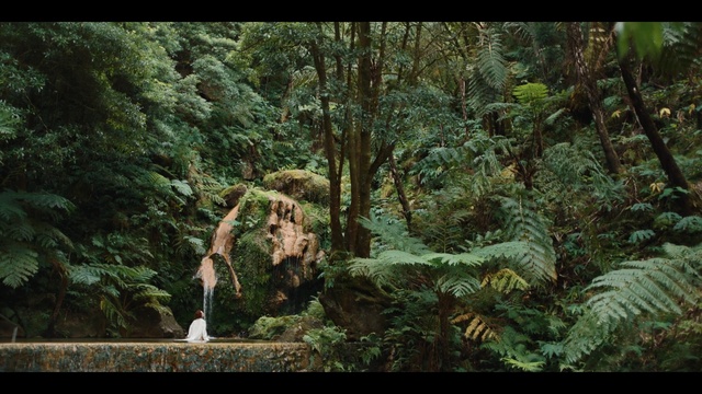 Video Reference: Plant, Natural landscape, Wood, Terrestrial plant, Tree, Trunk, Biome, Woody plant, Grass, Landscape