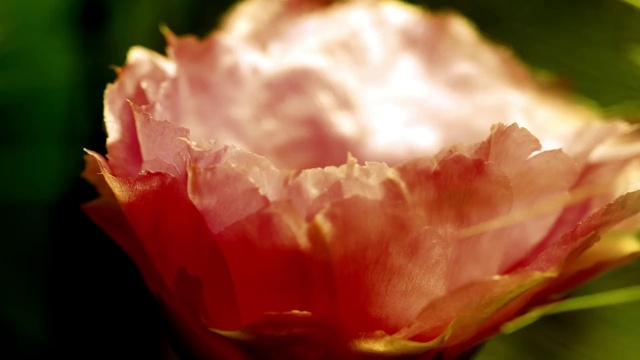 Video Reference: Flower, Plant, Light, Petal, Nature, Botany, Pink, Natural landscape, Ingredient, Flowering plant