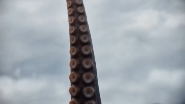Video Reference: tentacle, suction cups, marine animal, octopus, close-up, wildlife, ocean, underwater animal, texture, cloudy sky, nature, animal detail
