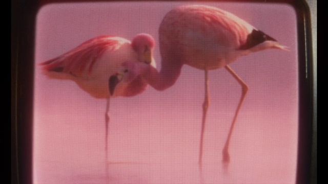Video Reference: Bird, Human body, Fluid, Water, Beak, Liquid, Pink, Petal, Red, Greater flamingo