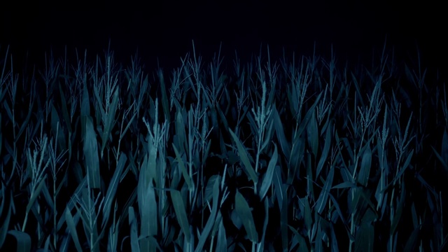 Video Reference: Plant, Water, Terrestrial plant, Grass, Electric blue, Natural landscape, Tree, Pattern, Agriculture, Sky