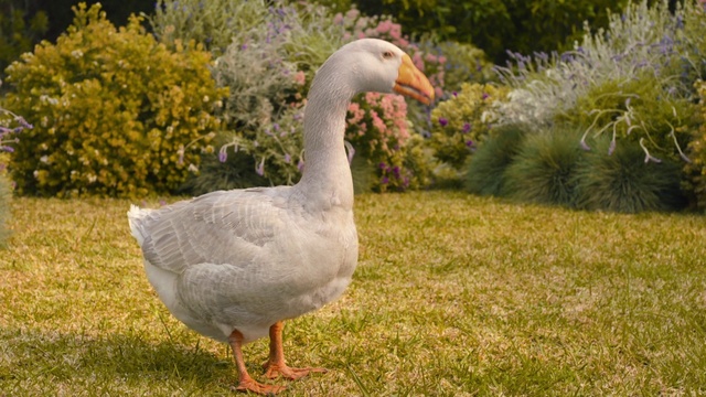 Video Reference: Bird, Plant, Flower, Nature, Natural environment, Beak, Mammal, Ducks, geese and swans, Vegetation, Grass