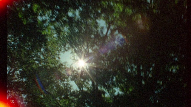 Video Reference: Natural landscape, Astronomical object, Terrestrial plant, Lens flare, Grass, Tints and shades, Forest, Landscape, Space, Sun