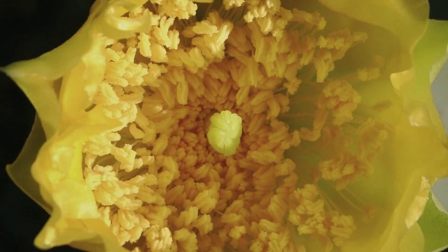 Video Reference: Flower, Plant, Petal, Flowering plant, Close-up, Annual plant, Macro photography, Cut flowers, Rose family, Pollen