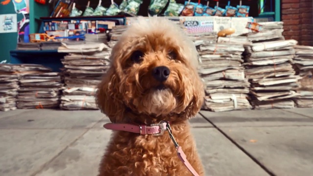 Video Reference: Dog, Carnivore, Liver, Dog breed, Collar, Companion dog, Dog collar, Working animal, Snout, Water dog
