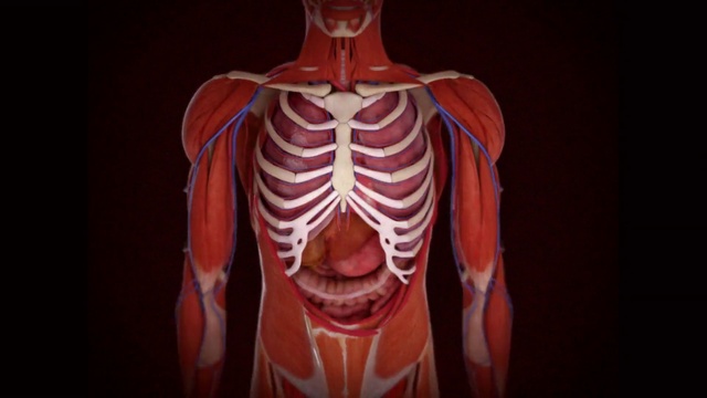 Video Reference: Head, Shoulder, Rib, Neck, Human body, Sleeve, Human anatomy, Art, Chest, Fashion design