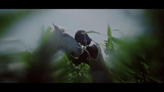 Video Reference: Flower, Plant, Flash photography, Petal, Terrestrial plant, People in nature, Happy, Grass, Cg artwork, Wing