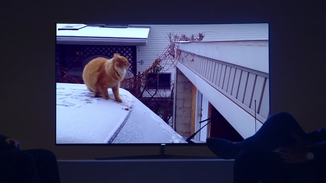 Video Reference: Cat, Output device, Window, Flat panel display, Carnivore, Felidae, Fawn, Gadget, Small to medium-sized cats, Display device