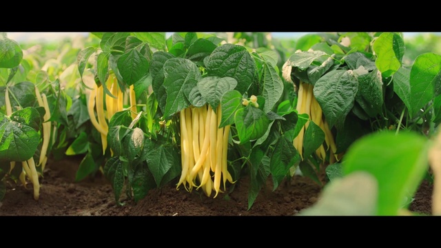 Video Reference: Flower, Plant, Petal, Terrestrial plant, Grass, Flowering plant, Leaf vegetable, Landscape, Annual plant, Herbaceous plant