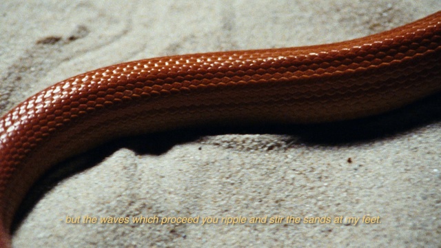 Video Reference: Snake, Reptile, Automotive tire, Scaled reptile, Serpent, Bag, Auto part, Audio equipment, Close-up, Leather