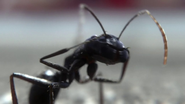 Video Reference: Insect, Arthropod, Organism, Pest, Parasite, Membrane-winged insect, Invertebrate, Close-up, Terrestrial animal, Macro photography