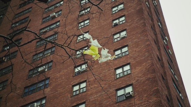 Video Reference: Building, Window, Daytime, Skyscraper, Sky, Plant, Branch, Tower block, Brickwork, Brick