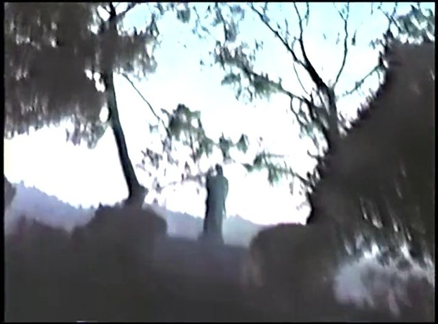 Video Reference: trees, forest, outdoors, silhouette, sky, landscape, nature, backlit, low-angle, blurred, vintage, hazy