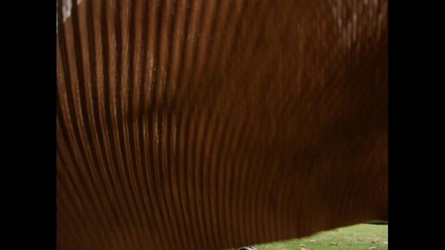 Video Reference: Wood, Rectangle, Shade, Wood stain, Tints and shades, Hardwood, Plywood, Art, Landscape, Pattern