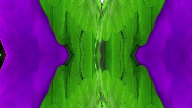 Video Reference: Colorfulness, Petal, Art, Magenta, Terrestrial plant, Tints and shades, Pattern, Natural material, Electric blue, Close-up