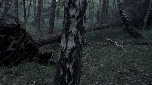 Video Reference: Plant, Tree, Wood, Natural landscape, Twig, Terrestrial plant, Trunk, Biome, Atmospheric phenomenon, Forest