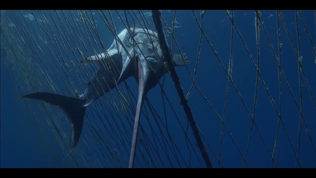 Video Reference: Azure, Organism, Wire fencing, Mesh, Electric blue, Wing, Twig, Fence, Arthropod, Wildlife