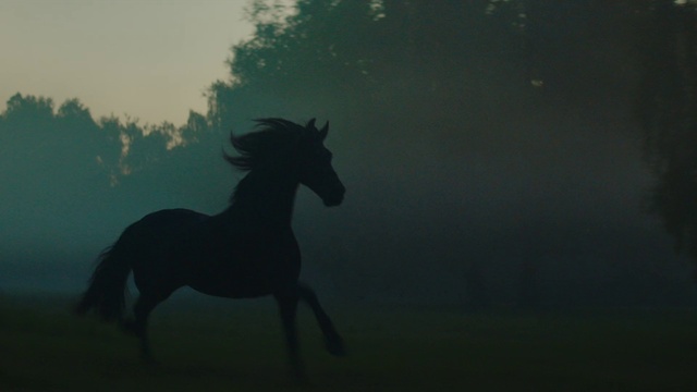 Video Reference: Horse, Sky, Working animal, Mythical creature, Atmospheric phenomenon, Mane, Tree, Terrestrial animal, Pack animal, Tail