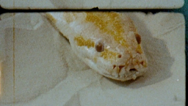 Video Reference: Food, Ingredient, Reptile, Baked goods, Cuisine, Dish, Fish, Gluten, Food additive, Powder