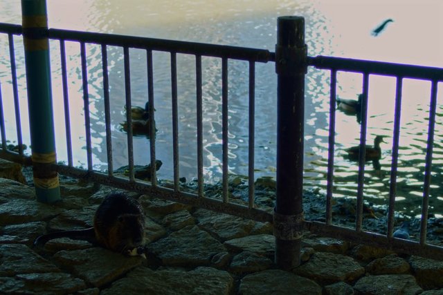 Video Reference: ducks, water, railing, rocks, shoreline, pond, wildlife, birds, reflection, outdoor, nature, waterside