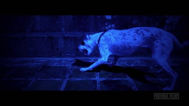 Video Reference: Dog, Felidae, Sky, Dog breed, Carnivore, Purple, Flash photography, Big cats, Tail, Electric blue
