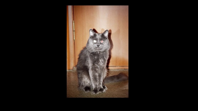 Video Reference: Cat, Felidae, Carnivore, Small to medium-sized cats, Window, Whiskers, Tail, Wood, Rectangle, Font