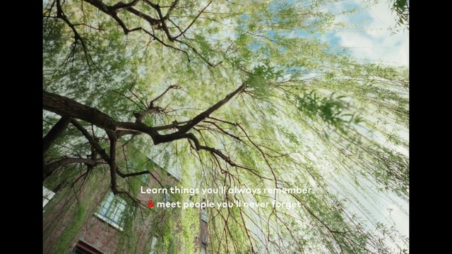 Video Reference: Natural landscape, Wood, Sky, Tree, Twig, Trunk, Terrestrial plant, Plant, Grass, Atmospheric phenomenon